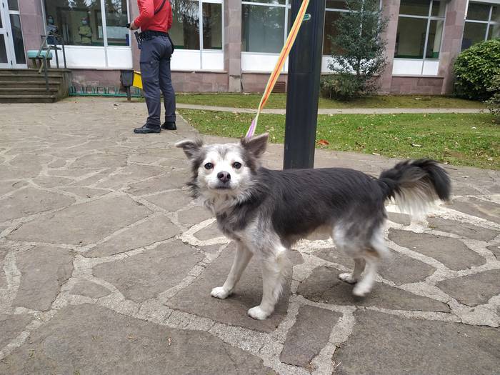 Txipik gabeko zakur bat agertu da Lekarozko institutuan