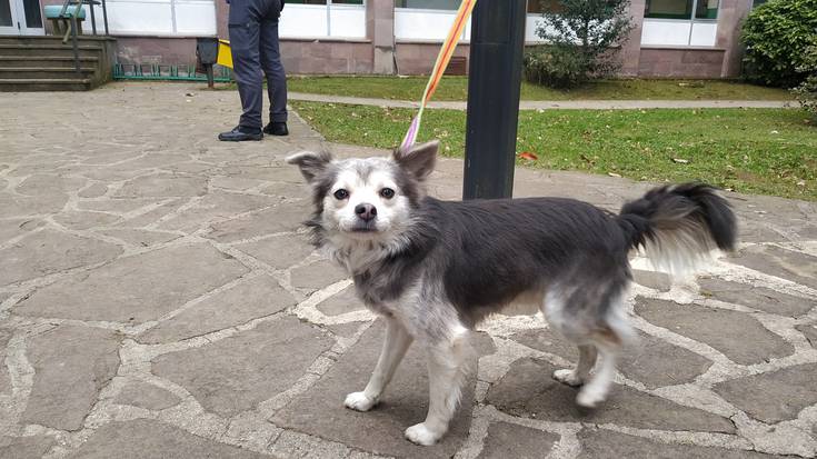 Txipik gabeko zakur bat agertu da Lekarozko institutuan