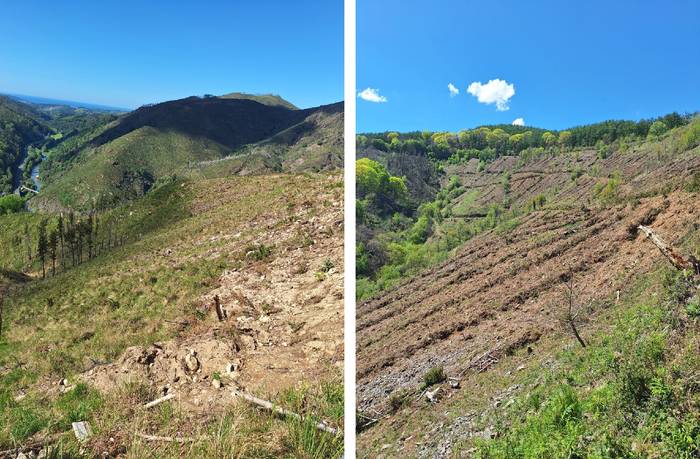 26.000 zuhaitz landatu dituzte Lesakako Madarizar eta Eskolamendi inguruetan