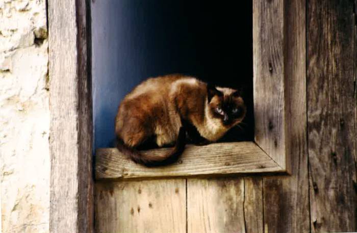 Karrikako katuen koloniak kudeatzen hasiko da Berako udala