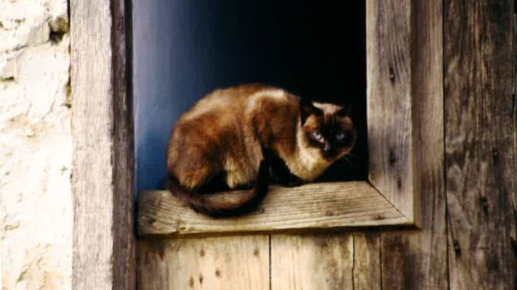 Karrikako katuen koloniak kudeatzen hasiko da Berako udala