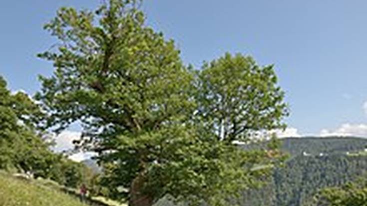 Gaztainondoak xertatzeko ikastaroa Elizondon