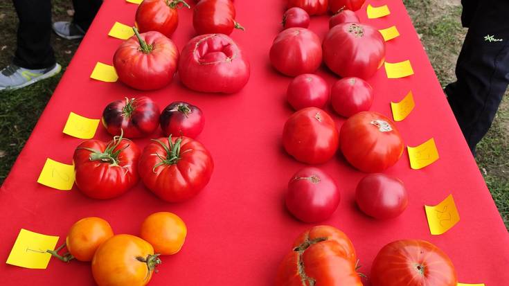 50 barietate inguru atzo Iruñean egindako Tomate Zaharraren Lehiaketan