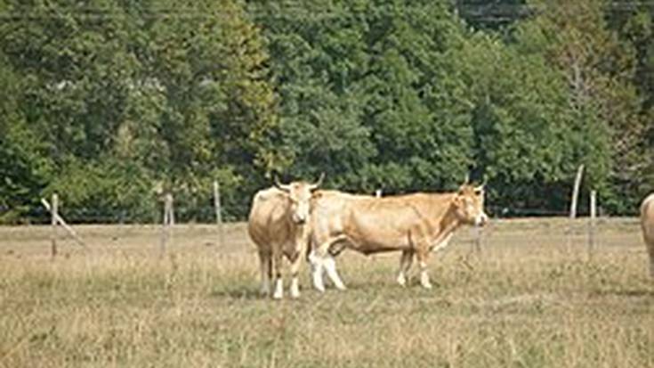 Nafarroako Aratxearen eguna urriaren 12an