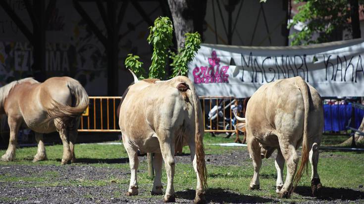 Magnari kaka boletoak salgai