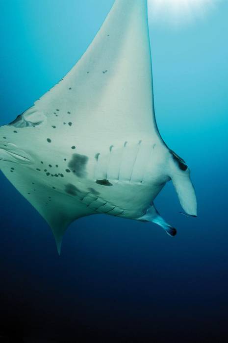 «Itsasoak zikinkeria guztia irensten du eta ikusten ez denez…»