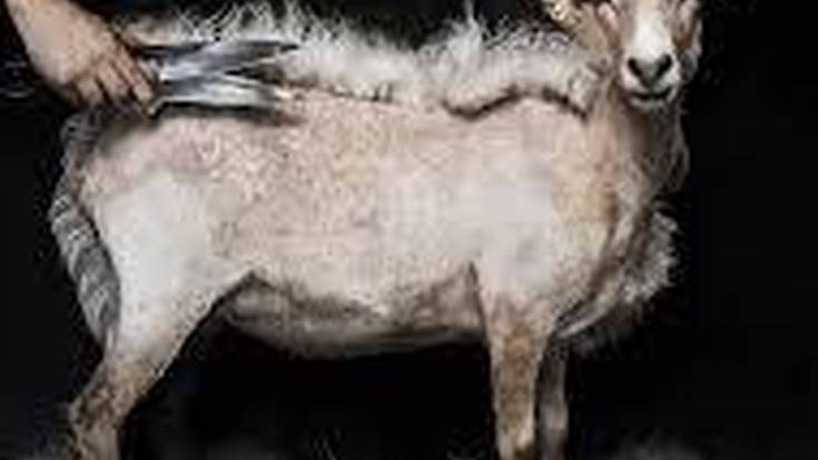 Euskal Herriko ardi moztaileak munduko txapelketan lehen aldiz