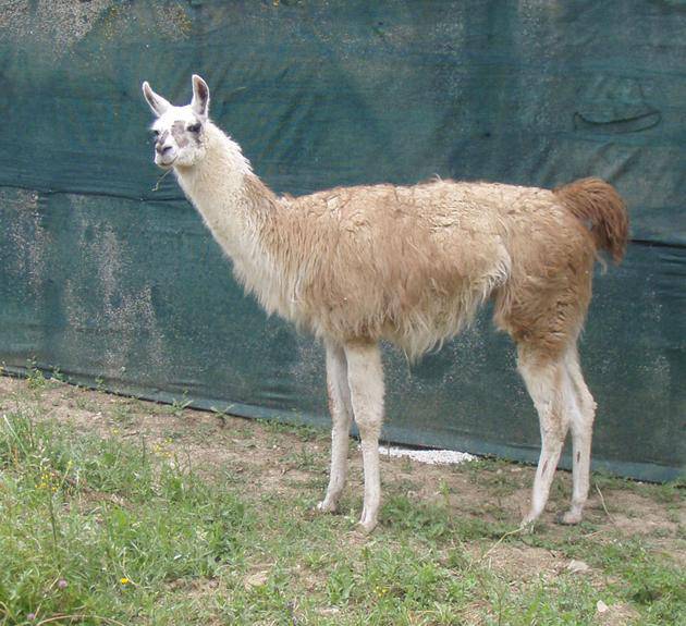 Llama bat Larunen 