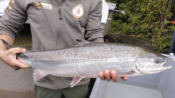 Bidasoan 17 izokin arrantzatu dituzte maiatzaren 1etik ekainaren 1era arrantzarako baimendutako tartean