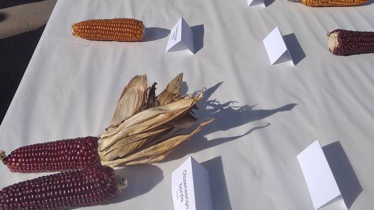 Tokiko artoari buruzko bilera