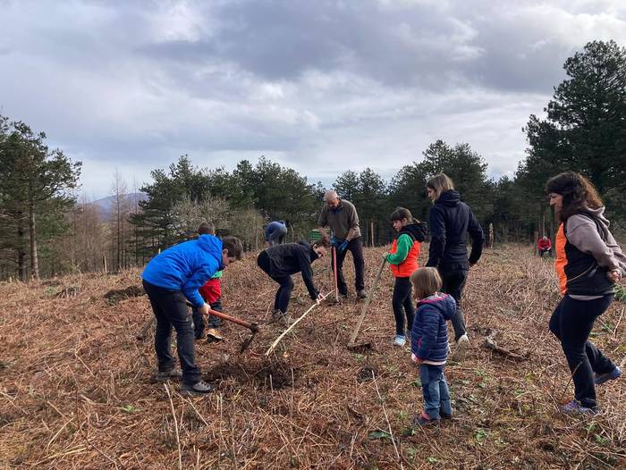Arbolaren Eguneko landaketak gaur eginen dituzte Lesakan