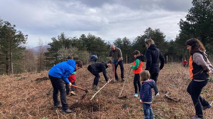 Arbolaren Eguneko landaketak gaur eginen dituzte Lesakan