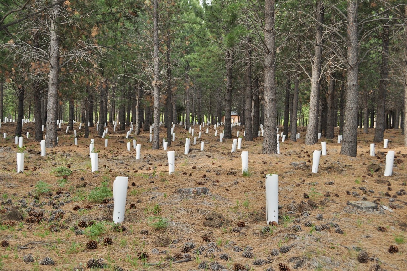 Baso erronkak Bidasoan jardunaldia antolatu du Foresna-Zurgaiak ekainaren 16an Lesakan