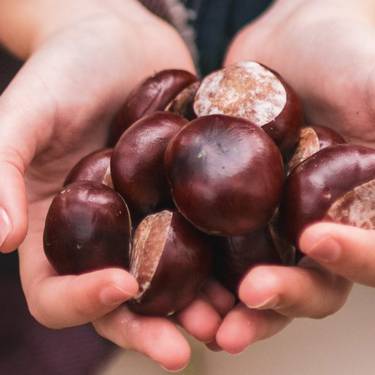 Gaztaina erre jatea eginen dute Lesakako jubilatuek abenduaren 6an