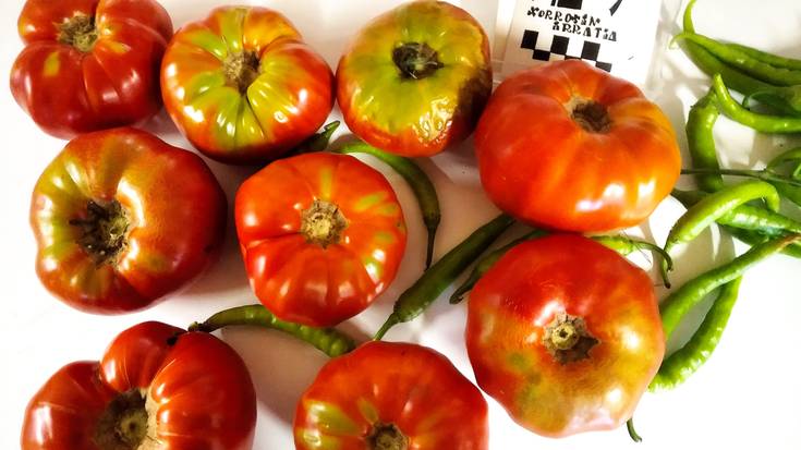 Tomate zaharraren barietateen balioa goresten