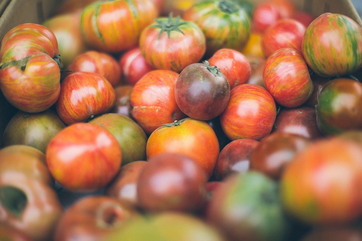 Tomate zaharraren lehen lehiaketa eginen dute igandean Donezteben