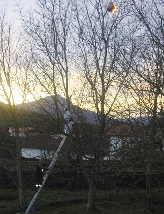 Erleei erasotzen dien Asiako liztorra ailegatu da gure artera ere