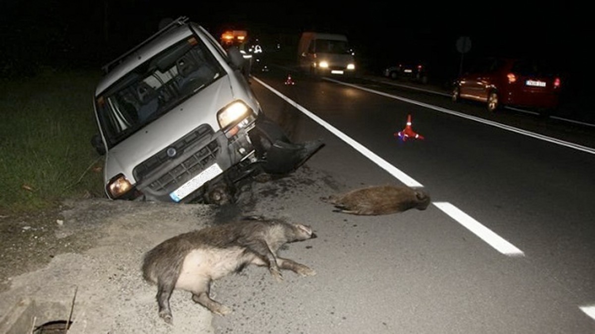 Zer egin behar dugu errepidean animalia batekin istripu bat izanez gero?