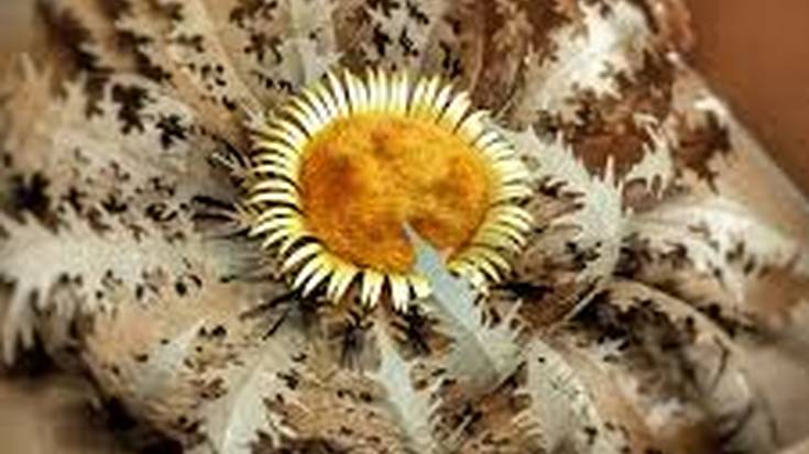 Okillen egindako paperezko eguzkilorea