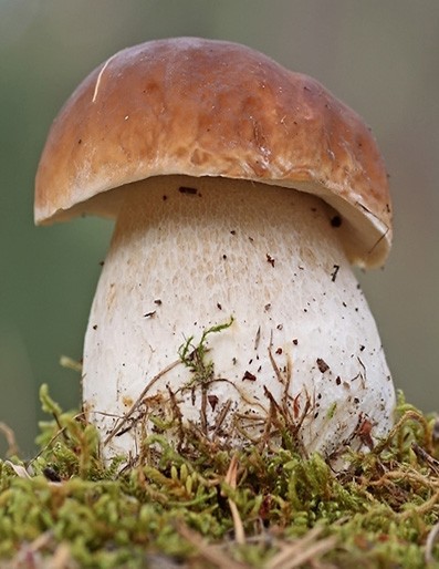 Perretxikoei buruzko bisita gidatua eginen dute asteburuan Leurtzan