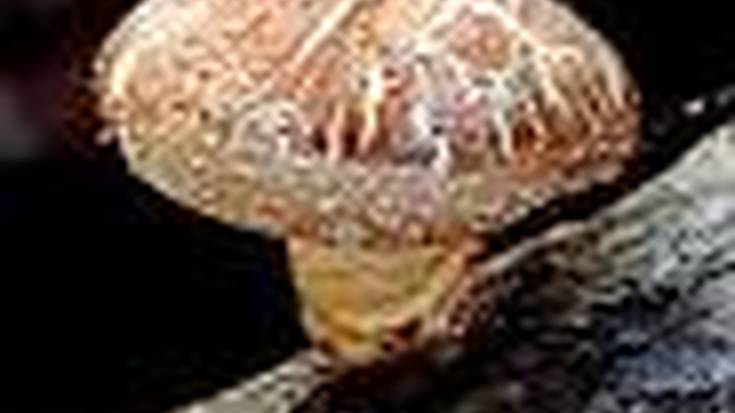 Shiitake onddoaren ekoizpena