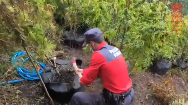 Lesakan 40 marihuana landare atzeman berri ditu Foruzaingoak