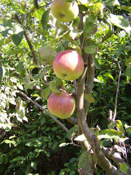 Fruta-arbolak,  bertako barietateak arriskuan