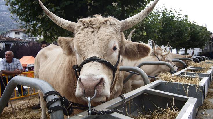 Irurtzun eta Arakilgo XII. Bertako Ganadu Azoka