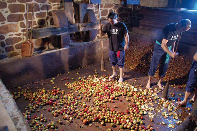 3.000 kilo sagar jo dituzte Kirikoketa Egunean 