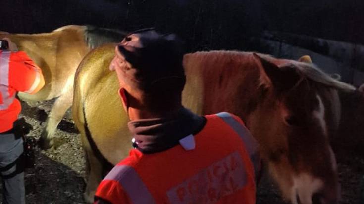 Auto batek behor bat harrapatu du Lesakan