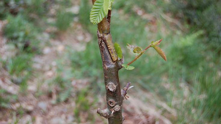 Gaztainondoak txertatzeko tailer praktikoa eginen dute apirilaren 15ean Elizondon