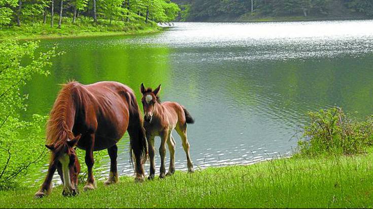 Aurten Leurtzan edukiera mugatua izanda ere, joan den urtean baino bisitari gehiago ibili da