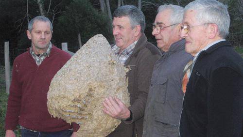 Liztor beltzak herrian   