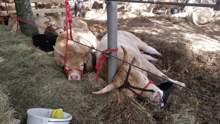 160 buru Elizondon egindako Behi azienda piriniotarraren XXXVI. lehiaketan