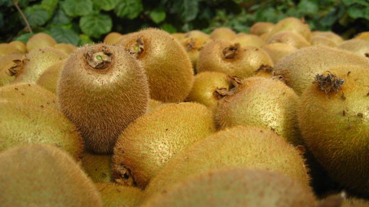 Bidasoko  kiwiak izanen dira otsailaren 1eko Iruñeko EKOmerkatuaren sasoiko nobedadea