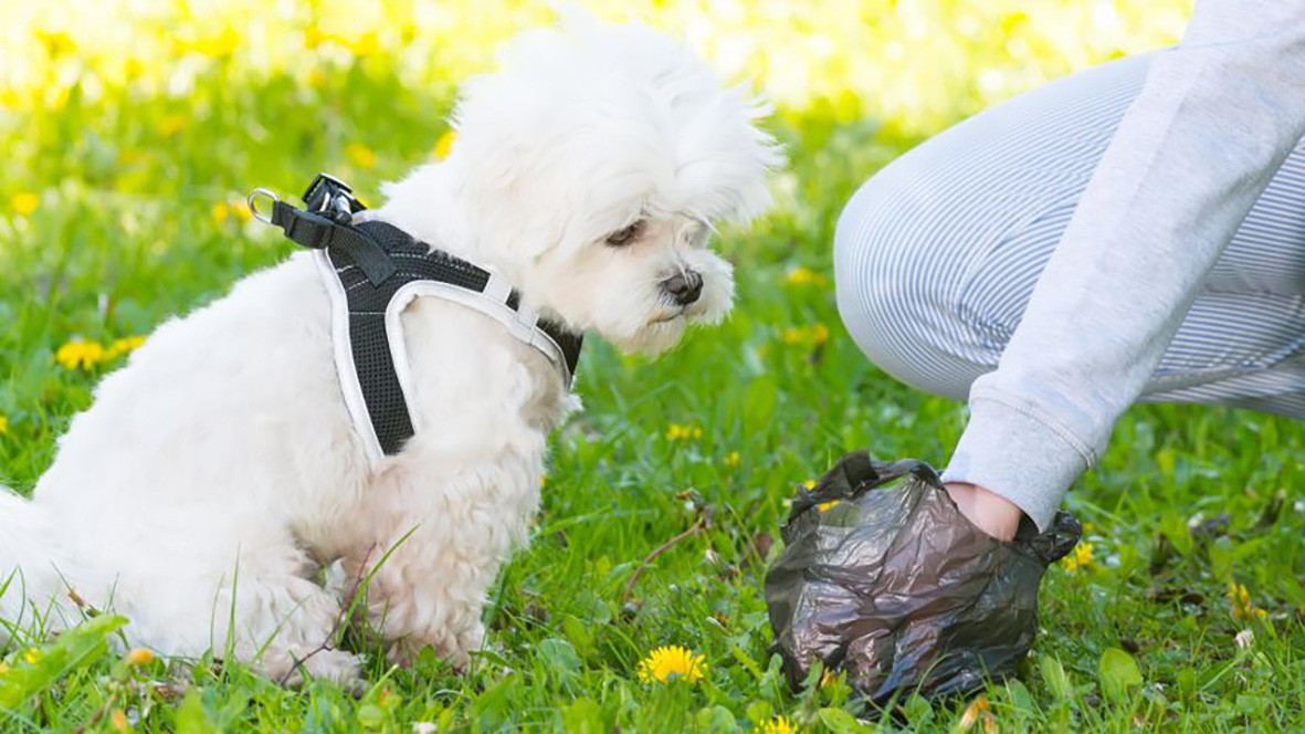 Txakurrak eta etxeko animaliak edukitzea arautzen duen ordenantza onartu du Berako Udalak
