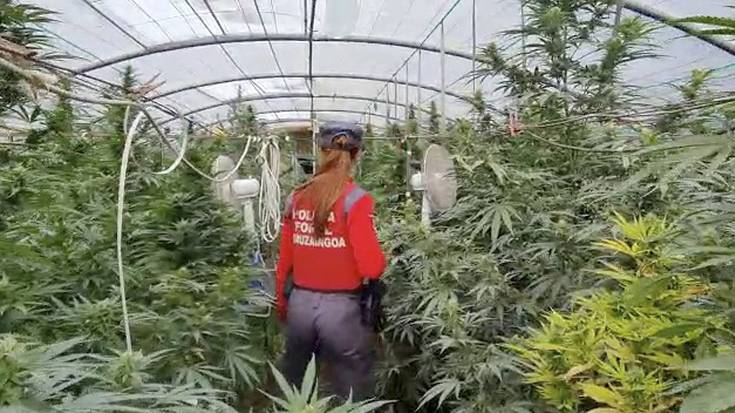 Baztanen 620 marihuana landareko plantazio baten ustezko arduraduna atxilotu dute foruzainek