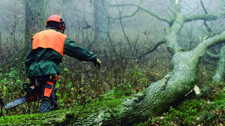 Mairubaratzeta inguruko baso-aprobetxamenduaren hirugarren enkante publikoa deitu Lesakako Udalak