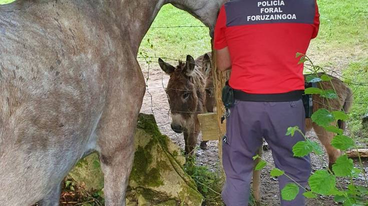 Astoa eta zaldia erretiratu dituzte errepidetik Iturenen