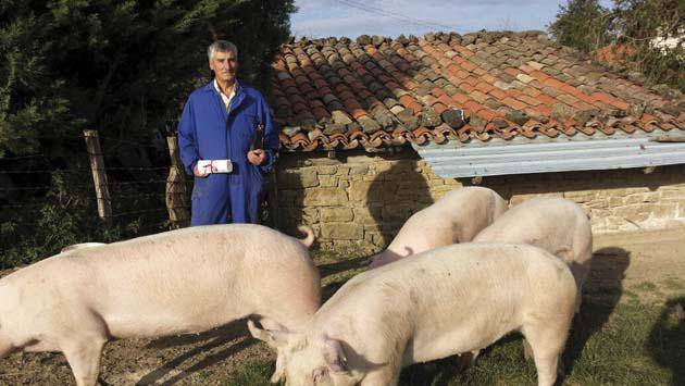 Porc D’Or saria herrira