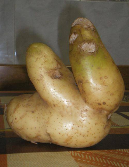  Kilo baino gehiagoko patata