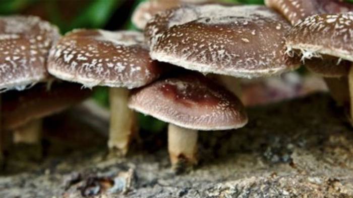 Shiitake ekoizpenaren inguruko ikastaroa urriaren 10ean Donezteben