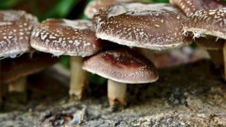 Shiitake ekoizpenaren inguruko ikastaroa urriaren 10ean Donezteben