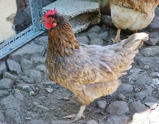 Hegazti haztegien konfinamendua bertan behera utzi dute Nafarroako herri gehienetan