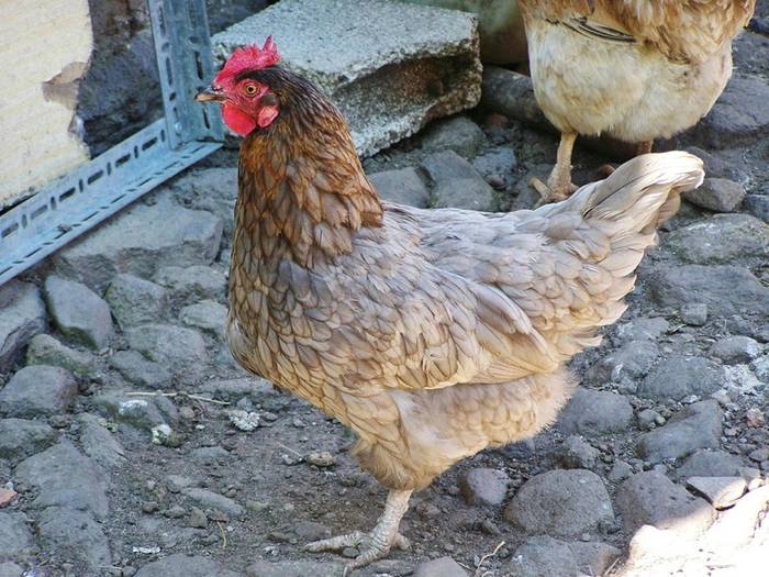 Hegazti haztegien konfinamendua bertan behera utzi dute Nafarroako herri gehienetan