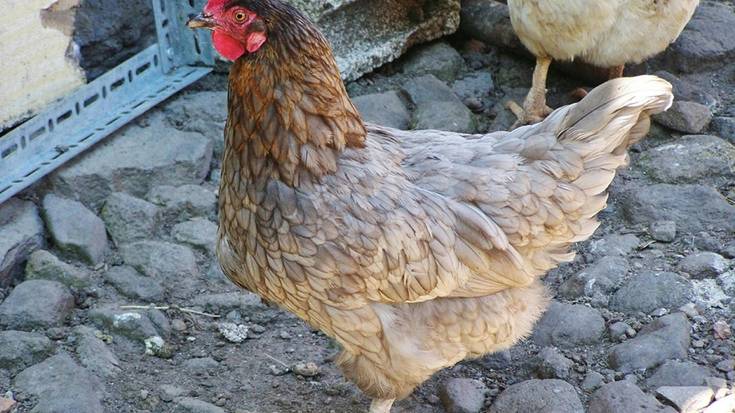 Hegazti haztegien konfinamendua bertan behera utzi dute Nafarroako herri gehienetan