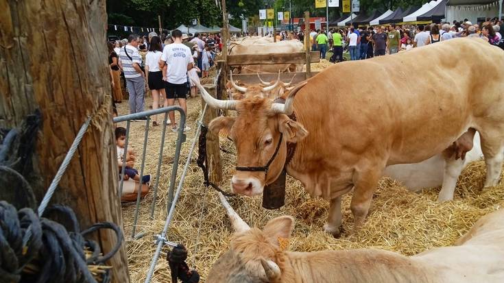 Elizondoko abeltzaintza bulegoan sar-atera