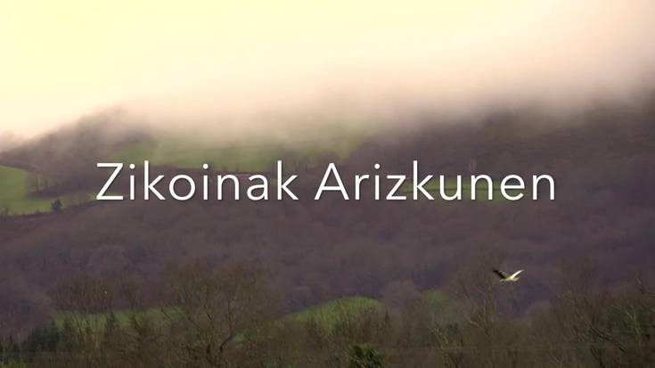 Zikoinak harat-honatean Arizkunen