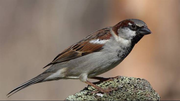 Baztango txorien eraztuntze jardunaldia eginen dute Lekarozen irailaren 26an