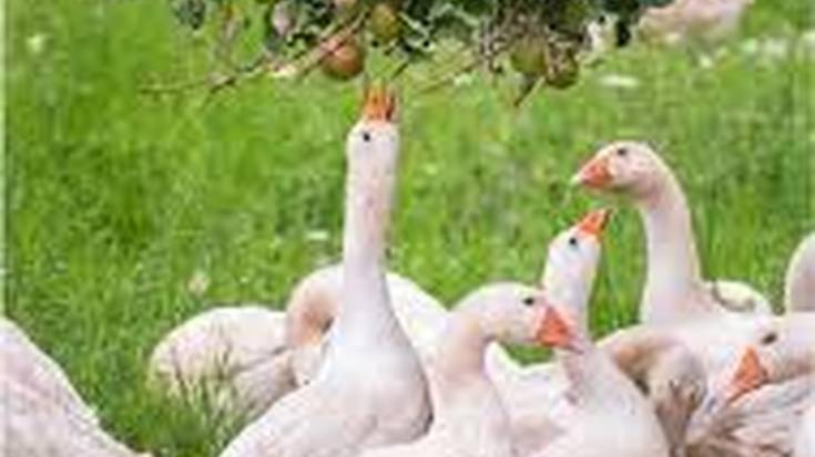 Abeltzaintza dibertsifikatuari buruzko tailerra izanen da azaroaren 24an eta 25ean Donezteben